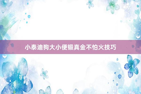 小泰迪狗大小便锻真金不怕火技巧